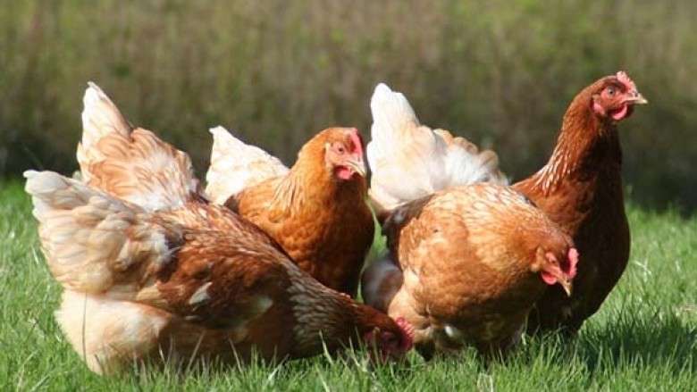 Tugish paytida mushukingizni korsating